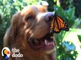 سگی که بهترین دوستش یک پروانه است! / دودو (قسمت 272)