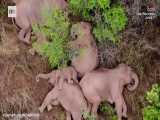 ویدئوی استراحت فیل‌ها بعد از سفر ۵۰۰ کیلومتری
