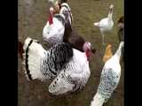 اینم یه مزرعه پرورش از مرغ و خروس و اردک و بوقلمون در مازندران... اردیبهشت1400