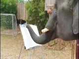 چه چیز جالبی/فیلی نقاشی میکشد؟