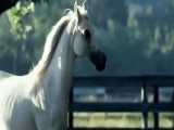 اسب های زیبای نژاد عرب Arabian Horse