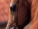 اسب زیبای نژاد عرب ARABIAN HORSE