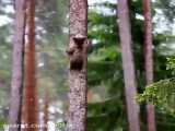 بالا رفتن بچه خرس از درخت
