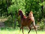 اسب زیبای نژاد عرب ARABIAN HORSE L