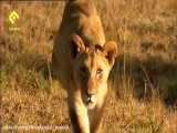 مستند مدیا-تصاویری فوق العاده از حیات وحش آفریقا