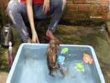 آب بازی و حمام بچه میمون