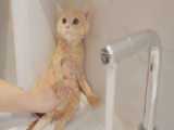 حمام کردن گربه بامزه و کیوت