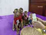 شیر خوردن بچه میمون های شیطون