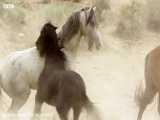 صحنه های بسیار جالب و تماشایی از نبرد اسب های وحشی در گرمای تابستان با یکدیگر