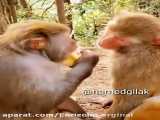 صداگذاری خنده دار حیوانات. کلیپ طنز میمون
