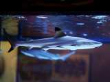 آکواریوم کوسه آب شور - Blacktip shark aquarium