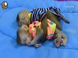 بچه میمون بامزه بغل می کنه اون یکی بچه میمونو و بعدش با هم می خوابند !!!