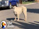 سگی که هیچکس نمیتونست بگیرتش تا ... | دودو (قسمت 283)