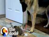 بازی جالب سگ ژرمن شپرد با گربه | دودو (قسمت 286)
