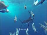 فیلمی از ماهی مارلین، برگزیدهء مسابقهء گوپرو