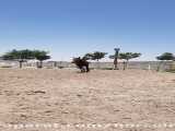 خرید اسب ترکمن آخال تکه مادیان ۲سال