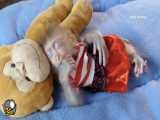 خواب نیمروزی کنار عروسک میمونم!!!