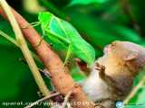 هیجانی شدن میمون در جستوجو ملخ سبز  حیات وحش