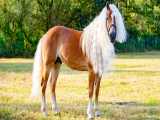 گرانترین و زیباترین اسب های جهان