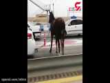 فیلم تلخ از لحظه اسب آزاری توسط راننده ماشین تیبا