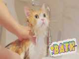 حمام کردن گربه کیوت بامزه