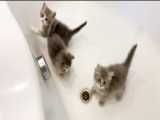 بازی بچه گربه ها در وان حمام