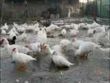 پرورش اردک محلی سفید در مازندران... فروردین1400