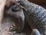 نبرد زیبا اژدهای کومودو با مار پیتون - حیوانات وحشی
