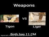 مقایسه ی تایگون و لایگر