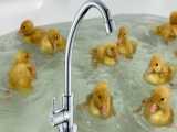 شنای جوجه اردک ها در وان حمام