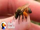 دختر زنبور دار | دودو (قسمت 291)