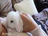 لوپ هلندی/خرگوش سفید پشمالو/خرگوش بامزه/بامزه ترین خرگوش