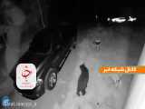 علاقه خنده‌دار یک خرس به خودرو‌های پارک شده