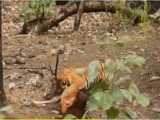 شکار گوزن توسط ببر - شکار حیوانات - حیات وحش