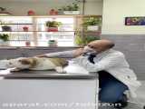 معاینه یک سگ تپل و چاقالو توسط دکتر کریمی