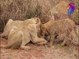 شکار بی رحمانه آهو توسط شیر های گرسنه | حیات وحش