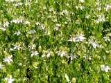 گل دهی مزرعه سیاه دانه داپیدو خرداد 1400