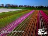 کوکنهوف (Keukenhof)، پارک دیدنی گل های لاله در هلند | آژانس ققنوس