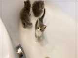 بازی کردن گربه ها در وان حمام