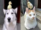 حیوانات زیبا و کیوت / سگها / گربه ها / جوجه اردک / جوجه