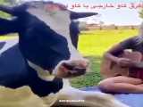 تفاوت گاو ایرانی با خارجی