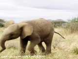 حدود ۴۰هزار عضله در خرطوم فیل ها وجود دارد.