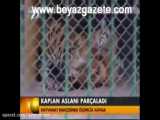 ببر نر بنگال کشت شیر نر افریقایی را در باغ وحش ترکیه فقط با یک پنجه