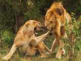 مستند حیات وحش - غرور شیرها در طبیعت - تاکتیک های شکار شیر