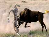 شکار برای بقا | حمله های ویرانگر پلنگ به آهو | صحنه های شکار حیوانات توسط شیر