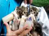 شیر خوردن بچه گربه ها با شیشه شیر واقعا جالب و دیدنیییی