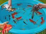 انواع ماهی های قرمز و کوی لاکپشت در ظرف پر از آب