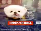 فروش سگ جیبی ارزان سفید پشمالو در تهران