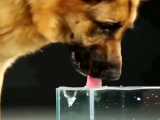 چگونگی آب خوردن سگ با زبانش