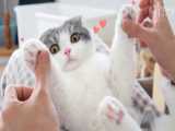 گربه های بامزه | تمیز کردن | ² عدد گربه کیوت